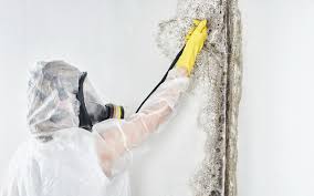 Best Dehumidification Services  in Mineola, NY